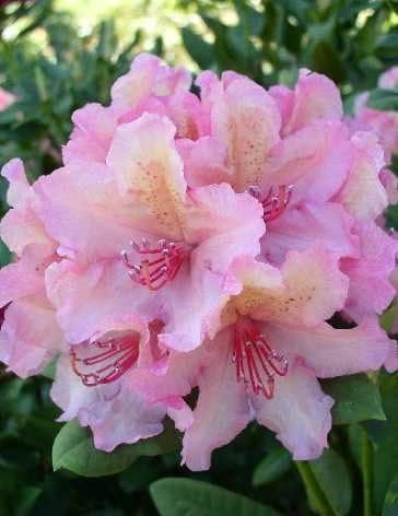 Rhododendron Brasilia 40-50 cm hoch im 5 Liter Pflanzcontainer