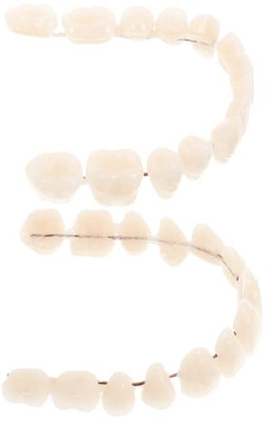 HEATSHAKING 2pièces Faux Dents Plastique Réalistes Pour Halloween Et Formations Dentaires Modèle Éducatif Double Rangée Pour Étudiants Et Démonstrations