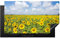 MuchoWow Herdabdeckplatte Ceranfeld Spritzschutz Küche Induktionsherd Abdeckung Induktionskochfeld Ceranfeldabdeckung Natur Blumen Blumenfeld 90x52