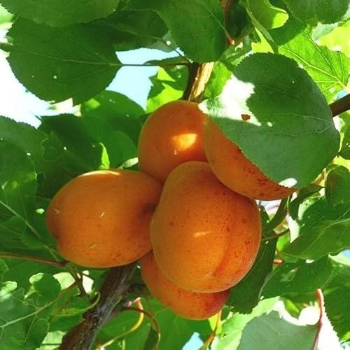 PIANTA DA FRUTTO ALBICOCCA a radice nuda - varietà a scelta età 2 anni (Varietà:CAFONA;)