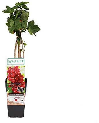 Planta Arbustiva de Grosella Roja Natural - Frutos del Bosque - Planta de Exterior