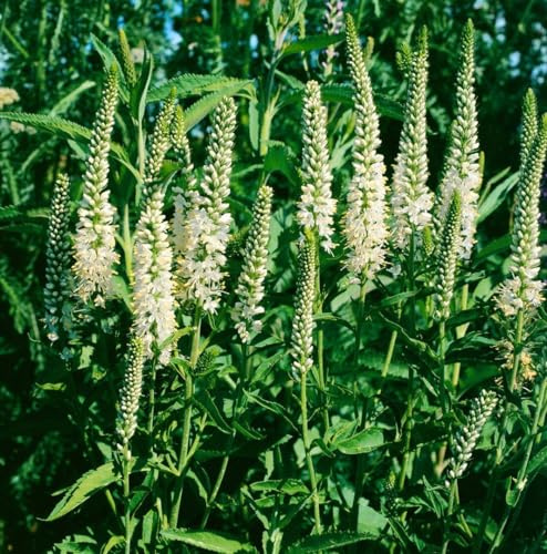 Veronica spicata 'Alba' 9x9 cm Topf – Winterhart, Mehrjährig, Pflegeleicht – Ehrenpreis – Staude für Beet & Rabatte