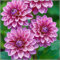 Bulbi di dalia perenni-Tubero della dalia-Pianta della dalia-Fiori colorati- Fiori ornamentali da giardino- Abbelliscono l'ambiente abitativo-2 bulbi-E