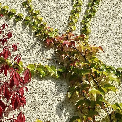 40 pcs Parthenocissus tricuspidata wilder Wein samen - pflanztöpfe kübelpflanzen winterhart mehrjährig Creeper,Parthenocissus Quinquefolia topfpflanzen draußen winterhart rankpflanze