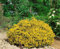 Genista hispanica 20-30 cm - Spanischer Ginster, gelbe Blüten, Blütezeit Mai-Juni, ideal für Steingärten, trockenheitsresistent, pflegeleicht