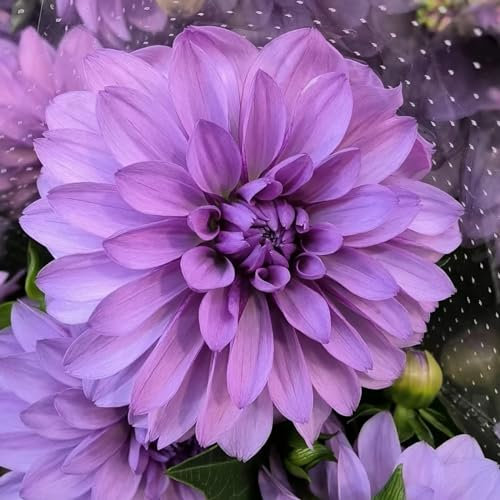 Dahlien Knollen Dahlien kaufen Dahlienknollen Dahlien zwiebeln