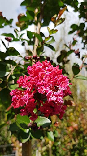 Lagerstroemia indica 'Red Imperator' / Lilas des Indes 'Red Imperator' / Conteneur de 3 à 4 litres