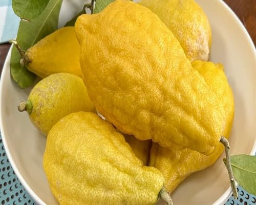 Graines de citronnier 80 pièces jaunes