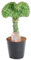 Euphorbia lactea Cristata Grün - Korallen-Wolfsmilch - Zimmerpflanze - 35 cm - ø12cm