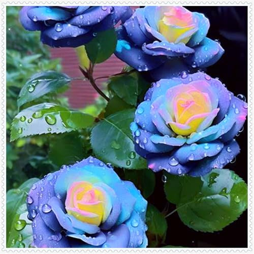 Farbenfrohe und seltene Rosen, winterharte, hochwertige mehrjährige Zwiebeln, geeignet für die Innen- und Gartendekoration, elegant und schön.-2 zwiebel-E