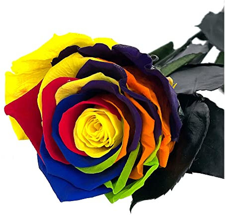 Mundo Eterno Rosa Eterna Preservada 55cm Multicolor