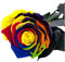 Mundo Eterno Rosa Eterna Preservada 55cm Multicolor
