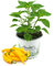 Zitronen-Chili Pflanze, Capsicum baccatum ‘Lemon Drop‘