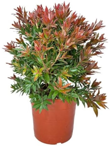 I Giardini di Giulia | Callistemon Red Rocket Ø24 H.60 | Pianta Ornamentale Sempreverde con Fiori Rossi | Ideale per Giardini, Terrazzi e Bordure | Resistente e Facile da Coltivare