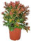 I Giardini di Giulia | Callistemon Red Rocket Ø24 H.60 | Pianta Ornamentale Sempreverde con Fiori Rossi | Ideale per Giardini, Terrazzi e Bordure | Resistente e Facile da Coltivare