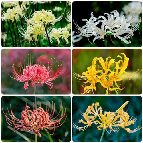 16 pcs spinnenlilie zwiebeln - bonsai topf mittagsblume winterhart winterharte stauden mehrjährig,Lycoris Radiata,blutblume zwiebeln kaufen blumenzwiebeln mehrjährig winterhart ausgefallene