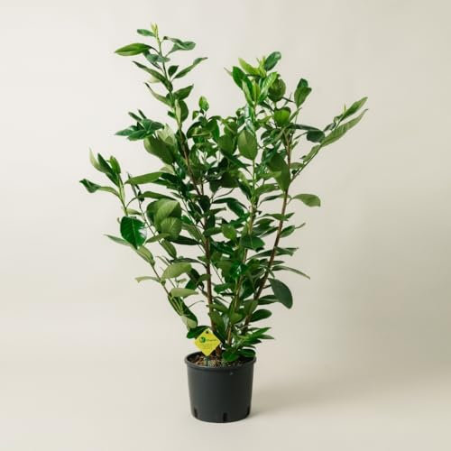 Plantì PRUNUS LAUROCERASUS (NOVITA). Lauroceraso sempreverde, vaso da 19 cm. Piante vere per esterno con fogliame denso e lucido. 6 mesi di concimazione inclusi.