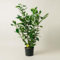 Plantì PRUNUS LAUROCERASUS (NOVITA). Lauroceraso sempreverde, vaso da 19 cm. Piante vere per esterno con fogliame denso e lucido. 6 mesi di concimazione inclusi.