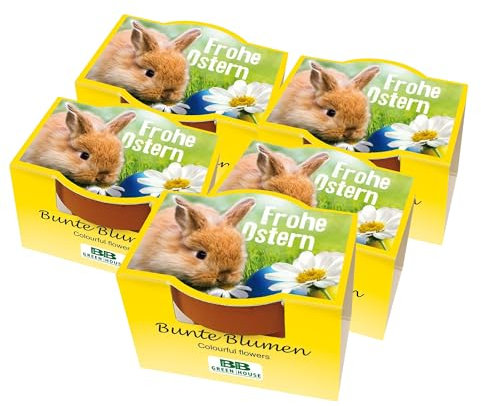 Bull & Bear 5er Set Mini Pflanzset 'Frohe Ostern' mit Blumensamen im Topf 4,5cm, Bunte Blumen als Anzuchtset mit Pflegeanleitung