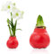 Amaryllis in Wachs Winterflüstern - (1 Stück) Rot Wax Amaryllis Zwiebel in Großformat 30/32 - Exklusive Mischung von echte Pflanzen aus Holland - Hippeastrum (keine Samen - nicht künstlich)