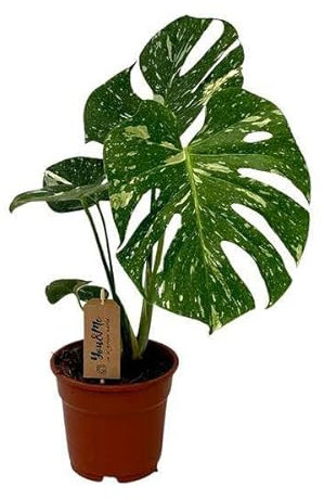 Köstliches Fensterblatt Monstera Deliciosa – Zimmerpflanze – Ø17cm – 50cm – Tropische, pflegeleichte Zimmerpflanze mit markanten fensterartigen Blättern – Halbschatten geeignet
