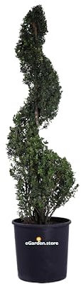 Pinata di Ilex Crenata Spirale Pinata di Agrifoglio Giapponese Spirale pianta da esterno pianta ornamentale con tronco spirale pianta per arte topiaria pianta vera di Ilex venduta da eGarden.store