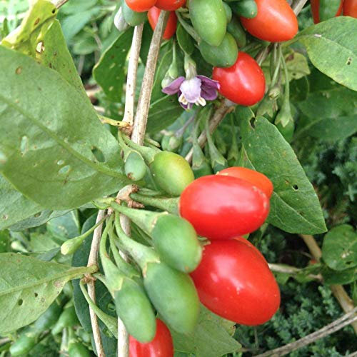 Generic Aji Charapita Hot Pepper 50-100 Samen -Bulk- -Versand Von Germany-: Only seeds