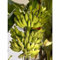 50 graines de Banana Banana - Nain, Musa acuminata