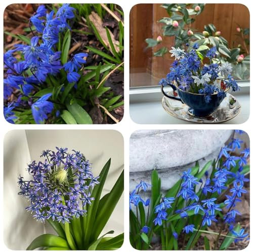 500 pcs blausternchen samen - scilla siberica - blumenbeet, steingartenpflanzen winterhart, scilla siberica blausternchen, gartenblumen mehrjährig winterhart, schmetterlinge züchten