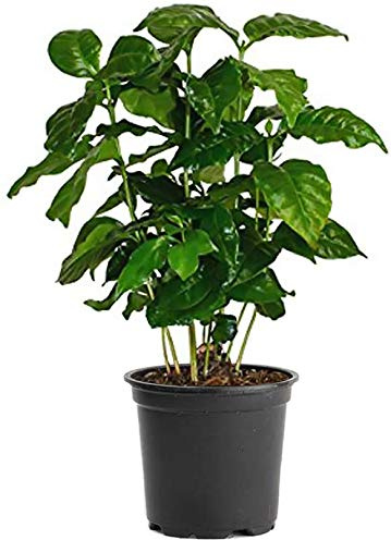American Plant Exchange Arabica Coffee Real Live Plant, 6 Pot, Flowering Indoor Outdoor Air Purifier, Green Rippled Leaves