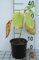 Hydrangea arb. 'Annabelle' - Ballhortensie 'Annabelle' 20-30 cm Container