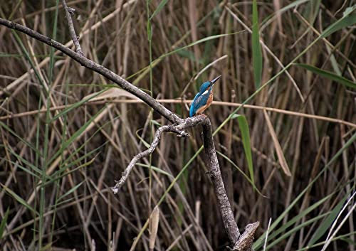 HANSEPUZZLE 25616 - Eisvogel Puzzle 130 Teile | Tierwelt Puzzle mit hochwertiger Puzzle Aufbewahrung: Kartonbox und wiederverschließbarem Beutel | Puzzle-Maße: 28,7 x 20 cm