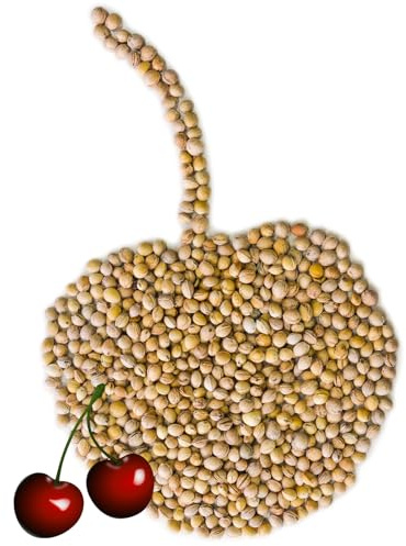 Noccioli di ciliegia Imbottiture per cuscini naturali cervicale, mal schiena 1-30 kg Selezione Petigi, Peso:25 kg