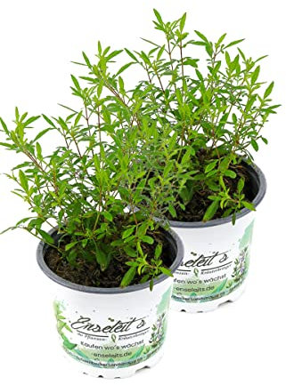 2er Set Gewürztagetes Orange Gem, Tagetes tenuifolia, Kräuter Pflanze