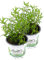 2er Set Gewürztagetes Orange Gem, Tagetes tenuifolia, Kräuter Pflanze
