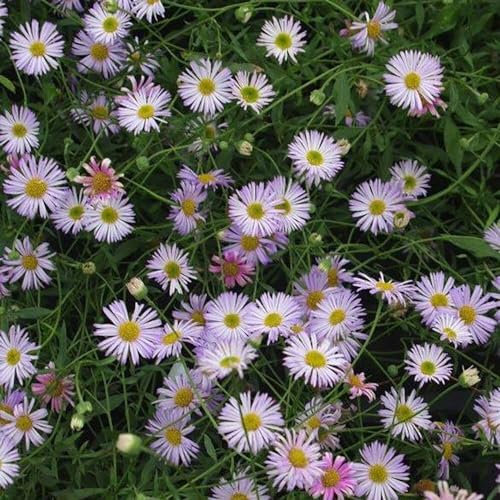 Plant Theory 9cm Pot Erigeron Karvinskianus Lavender Lady Mexican Fleabane Perennial