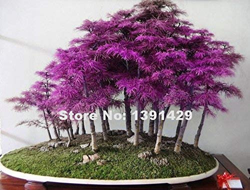 200pcs Rare Lila Dmmerungs-Rotholz-Bonsai-Baum - Metasequoia glyptostroboides, DIY Hausgarten, sehr einfach Zierpflanze zu wachsen samen nur
