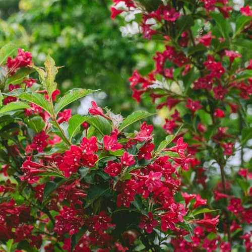 weigelie winterhart blühend, blumenteppich balkon schattenpflanzen winterhart bodendecker 180samen