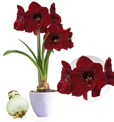 Amaryllis Benfica, 1 bulbo di grandi dimensioni 26/30, Esclusivo, Bulbi da fiore, piante e fiori dall'Olanda, Autentici Hippeastrum (senza semi, cera e non artificiali)