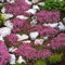 500 pièces Thym Serpolet Couvre Sol, Graines de Thym Rampant, de graines de Fleurs faciles à Planter Multicolores graines de thym rampantes Outil de Jardinage (Jaune)