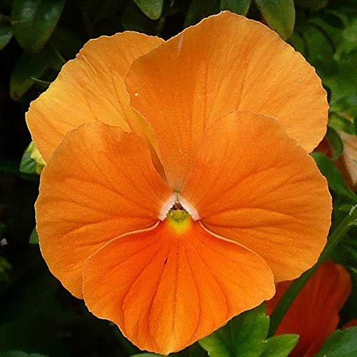50 Pansy Swiss Giant Orange Seeds - Orange Colour Flowers - 50 Seeds