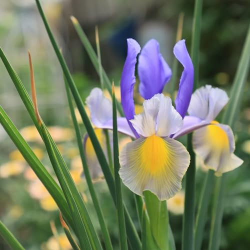5 pcs Iris Bulbs, Gartendeko Für DraußEn, Winterharte Pflanzen Für Kübel Lila Netherlands Schwertlilien Zwiebeln, Herbstpflanzen Winterhart, Gärtner Geschenke Pflanzen Züchten, Pflanzen