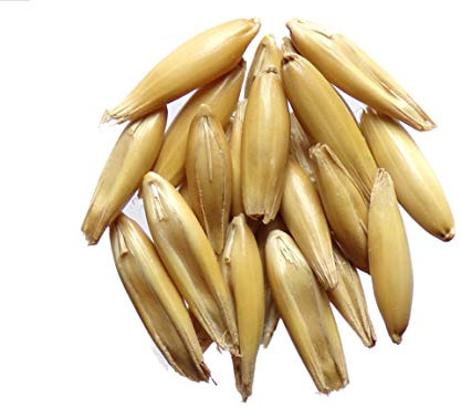 Avoine de Printemps Duffy Bio - 500 grammes - Avena Sativa L. - Oat - (Engrais vert) - SEM02