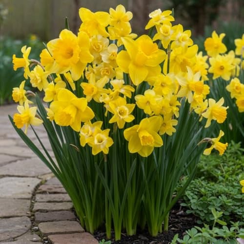Narzissen Zwiebeln Winterhart Mehrjährig - Osterglocken Gelb Vorteilspack | 25 Blumenzwiebeln, Duftende Pflanzen aus Holland, für Garten und Topf (keine Samen, nicht künstlich)