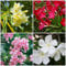 Graines de fleurs de laurier-rose 100pcs mélangées