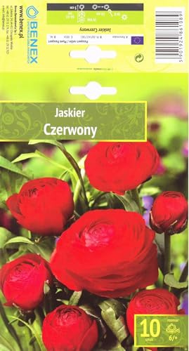 AGRONOM | RANUNKELN - RED | Mehrjährige Blumenzwiebeln | Rot Blumen | Werden in Blumengärten, Töpfen angebaut, in blühenden Rasenflächen | 10 Blumenzwiebeln