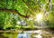 wandmotiv24 Fototapete Wald mit Fluss, L 300 x 210 cm - 6 Teile, Wanddeko, Wandbild, Wandtapete, Baum, Sonne, Blätter M5757