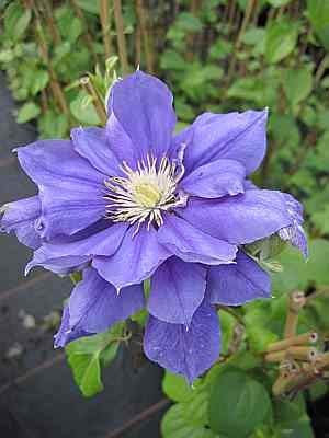 Clematis Franziska Maria TM Evipo 008 (N) (60-100 cm) - Waldrebe