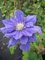 Clematis Franziska Maria TM Evipo 008 (N) (60-100 cm) - Waldrebe