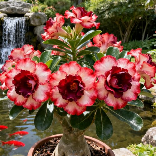 (Desert Rose) Mehrjährige Wüstenrose/Kältebeständige Wüstenrose/Wüstenrosen-Rhizom/Blühender Strauch im Topf-1 PCS-A